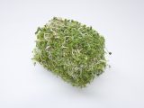 Свежая зелень люцерны (180 гр. в упаковке)